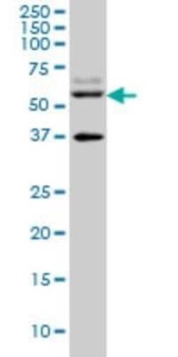 STAU2 Antibody (3E9), Novus Biologicals 0.1 mg | Buy Online | Novus Biologicals | Fisher Scientific