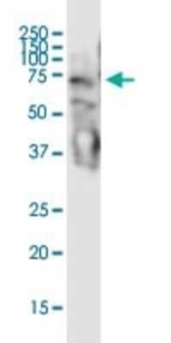 STAU2 Antibody (5C5), Novus Biologicals 0.1 mg | Buy Online | Novus Biologicals | Fisher Scientific