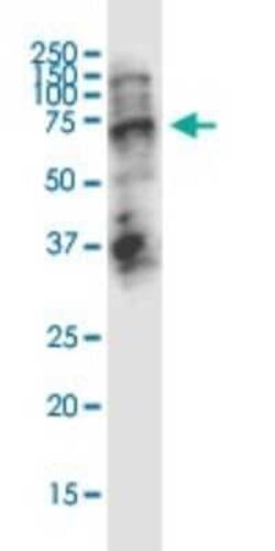 STAU2 Antibody (5C5), Novus Biologicals 0.1 mg | Buy Online | Novus Biologicals | Fisher Scientific