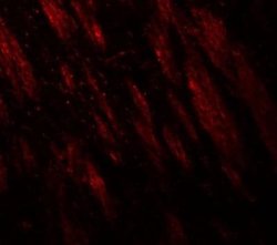 STEP Antibody - BSA Free, Novus Biologicals 0.1 mg | Buy Online | Novus Biologicals | Fisher Scientific