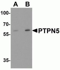 STEP Antibody - BSA Free, Novus Biologicals 0.1 mg | Buy Online | Novus Biologicals | Fisher Scientific