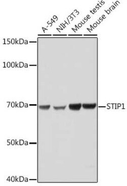 STI1 Rabbit anti-Human, Mouse, Rat, Clone: 4S8L6, Novus Biologicals:Antibodies:Primary