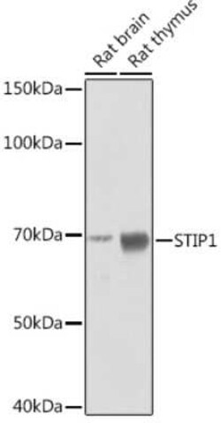 STI1 Rabbit anti-Human, Mouse, Rat, Clone: 4S8L6, Novus Biologicals:Antibodies:Primary