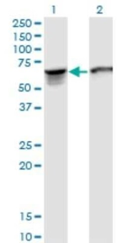 STI1 Antibody (2E11), Novus Biologicals 0.1 mg | Buy Online | Novus Biologicals | Fisher Scientific