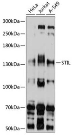 STIL Antibody - BSA Free, Novus Biologicals:Anticorps:Anticorps primaires