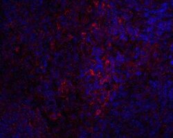 STIM1 Antibody - BSA Free, Novus Biologicals 0.1 mg | Buy Online | Novus Biologicals | Fisher Scientific