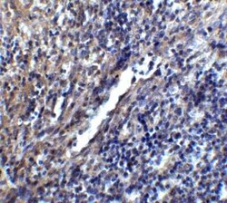 STIM1 Antibody - BSA Free, Novus Biologicals 0.1 mg | Buy Online | Novus Biologicals | Fisher Scientific