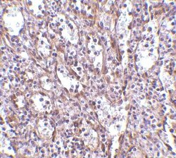 STIM1 Antibody - BSA Free, Novus Biologicals 0.1 mg | Buy Online | Novus Biologicals | Fisher Scientific