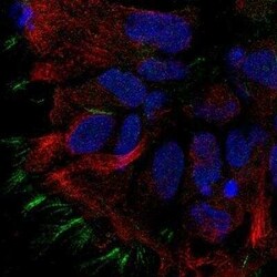 STOML3 Antibody, Novus Biologicals:Antibodies:Primary Antibodies