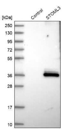 STOML3 Antibody, Novus Biologicals:Antibodies:Primary Antibodies