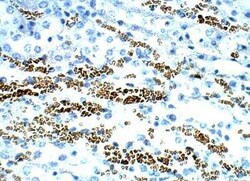 STRA6 Antibody, Novus Biologicals 100 &mu;g | Buy Online | Novus Biologicals | Fisher Scientific