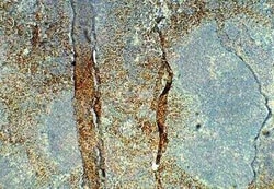 STRA6 Antibody, Novus Biologicals 100 &mu;g | Buy Online | Novus Biologicals | Fisher Scientific