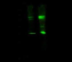 STRA8 Antibody, Novus Biologicals 50 &mu;g, Unconjugated:Antibodies, Polyclonal