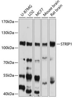 STRIP1 Antibody - BSA Free, Novus Biologicals:Antibodies:Primary Antibodies