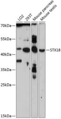 STX18 Antibody - BSA Free, Novus Biologicals:Antibodies:Primary Antibodies