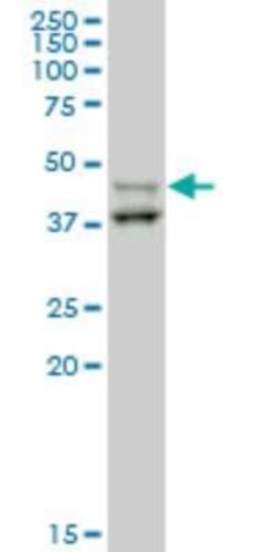 STYK1 Antibody (4A4), Novus Biologicals 0.1 mg | Buy Online | Novus Biologicals | Fisher Scientific