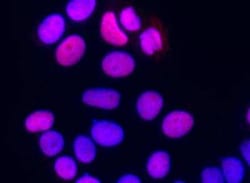 SUB1 Antibody (04), Novus Biologicals 100 &mu;g; Unconjugated:Antibodies,