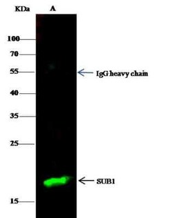 SUB1 Antibody (04), Novus Biologicals 100 &mu;g; Unconjugated:Antibodies,