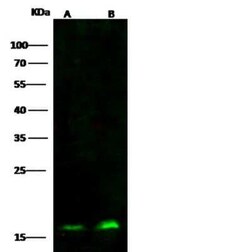 SUB1 Antibody (04), Novus Biologicals 100 &mu;g; Unconjugated:Antibodies,