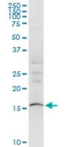 SUB1 Antibody (2G3), Novus Biologicals 0.1 mg | Buy Online | Novus Biologicals | Fisher Scientific