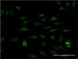 SUB1 Antibody (3A1), Novus Biologicals 0.1 mg | Buy Online | Novus Biologicals | Fisher Scientific