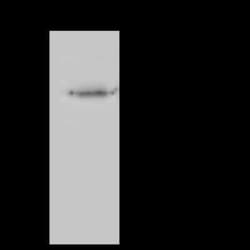 SUCLA2 Antibody, Novus Biologicals 50 &mu;g, Unconjugated:Antibodies, Polyclonal