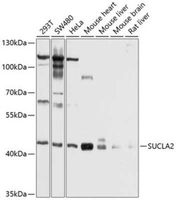 SUCLA2 Antibody - BSA Free, Novus Biologicals 0.02 mL; Unconjugated:Antibodies,