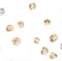 SUMO1 Antibody - BSA Free, Novus Biologicals 0.025 mg; Unconjugated:Antibodies,