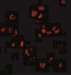 SUMO1 Antibody - BSA Free, Novus Biologicals 0.025 mg; Unconjugated:Antibodies,