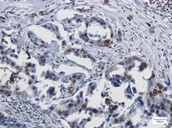 SUMO1 Antibody (S04-9G9), Novus Biologicals:Anticorps:Anticorps primaires