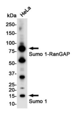 SUMO1 Antibody (S04-9G9), Novus Biologicals:Anticorps:Anticorps primaires