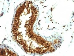 SUMO1 Antibody (SUMO1/1188), Novus Biologicals:Antibodies:Primary Antibodies
