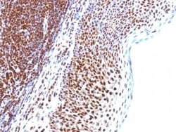 SUMO1 Antibody (SUMO1/1188), Novus Biologicals:Antibodies:Primary Antibodies