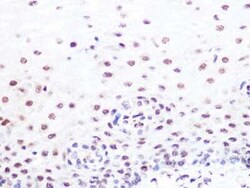 SUMO2/3 Rabbit anti-Human, Mouse, Rat, Clone: 6R8G7, Novus Biologicals:Antibodies:Primary