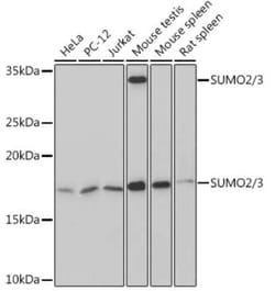 SUMO2/3 Rabbit anti-Human, Mouse, Rat, Clone: 6R8G7, Novus Biologicals:Antibodies:Primary