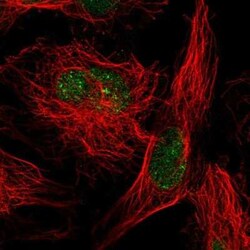 SUMO2 Antibody, Novus Biologicals 25 &mu;L, Unconjugated:Antibodies, Polyclonal