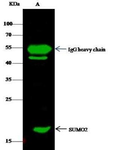 SUMO2 Antibody, Novus Biologicals 50 &mu;g | Buy Online | Novus Biologicals | Fisher Scientific