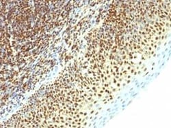 SUMO2 Antibody (SPM621), Novus Biologicals:Antibodies:Primary Antibodies