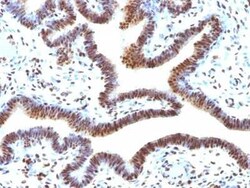 SUMO2 Antibody (SUMO2/1199), Novus Biologicals:Antibodies:Primary Antibodies