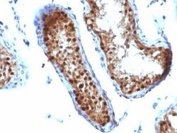 SUMO2 Antibody (SUMO2/1199), Novus Biologicals:Antibodies:Primary Antibodies