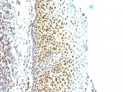 SUMO2 Antibody (SUMO2/1199), Novus Biologicals:Antibodies:Primary Antibodies
