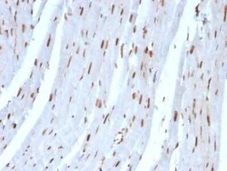 SUMO2 Antibody (SUMO2/1199), Novus Biologicals:Antibodies:Primary Antibodies