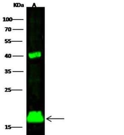 SUMO2 Antibody, Novus Biologicals 50 &mu;g | Buy Online | Novus Biologicals | Fisher Scientific