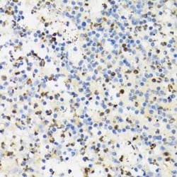 SUMO4 Antibody - BSA Free, Novus Biologicals 0.02 mL; Unconjugated:Antibodies,