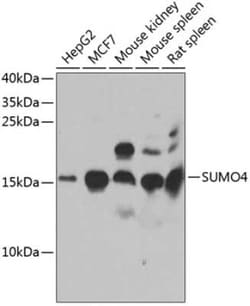 SUMO4 Antibody - BSA Free, Novus Biologicals:Antibodies:Primary Antibodies