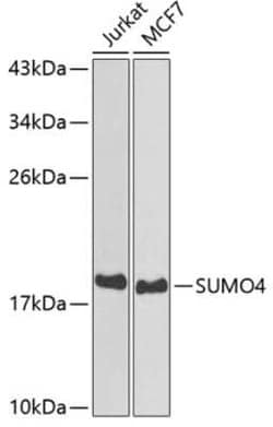 SUMO4 Antibody - BSA Free, Novus Biologicals 0.02 mL; Unconjugated:Antibodies,
