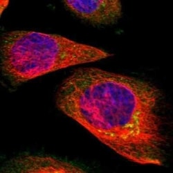 SUNC1 Antibody, Novus Biologicals 0.1 mL; Unconjugated:Antibodies, Polyclonal