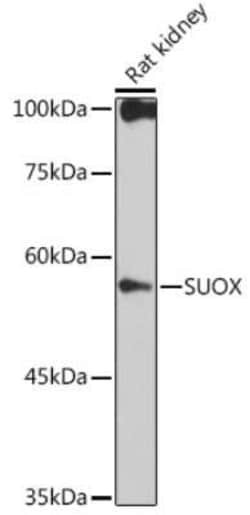 SUOX Rabbit anti-Rat, Clone: 6H0C9, Novus Biologicals 100 &mu;g; Unconjugated:Antibodies,