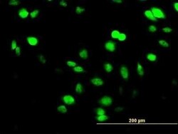 SUPT5H Antibody (1G3), Novus Biologicals 0.05 mg | Buy Online | Novus Biologicals | Fisher Scientific