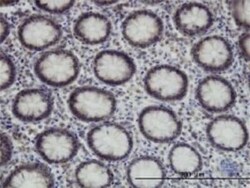SUPT5H Antibody (3F1), Novus Biologicals 0.1 mg | Buy Online | Novus Biologicals | Fisher Scientific